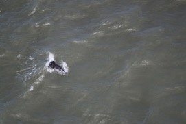 Missing Picture